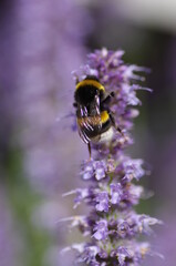 Bee With Flower