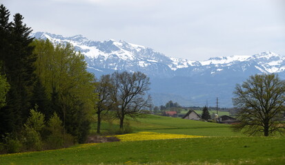 alpine meadow in Luzern 