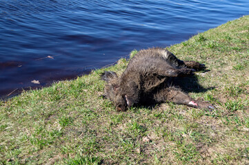 Selective focus.A dead boar (Sus scrofa) lies on the bank of the river.The death of an animal in the environment.