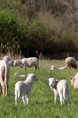 Lämmer auf der Weide