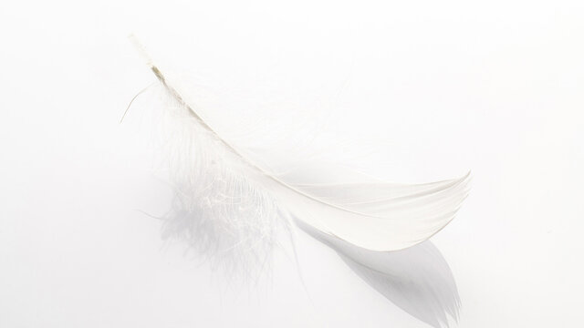 Feather fly. Nature abstract bird feather texture closeup on white background in macro photography, soft focus. Elegant expressive artistic image fragility of nature. Copy space.