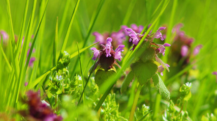 Fototapeta polne pokrzywy z drobnymi fioletowymi kwiatkami na łącee obraz