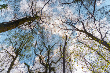 Low angle photo from a forest under cloudy blue sky