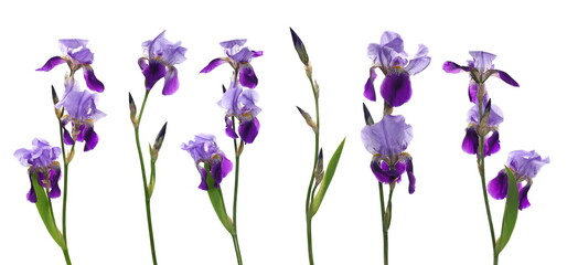 Set fresh violet iris flower isolated on white background