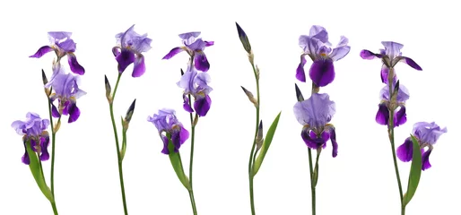Fotobehang Set fresh violet iris flower isolated on white background © dule964