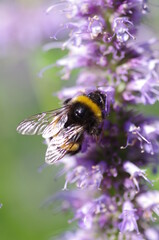 Flower With Bee