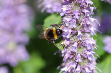 Flower With Bee