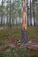 old tree struck by lightning. A tree without bark that has fallen to the ground at the roots of a...