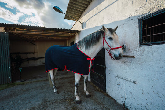 Horse wearing caparison standing at stable