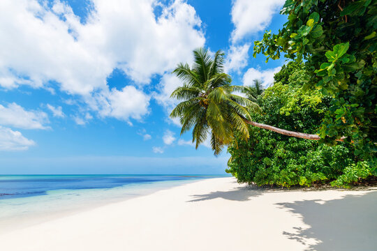 Seychelles, Praslin Island, Anse Lazio sandy beach with palm trees