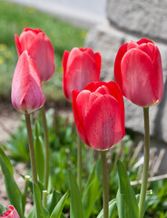 Red Pink Tulips in a Spring Garden