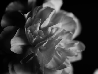 Monochrome closeup shot of roseform begonias with beautiful soft petals against a dark background