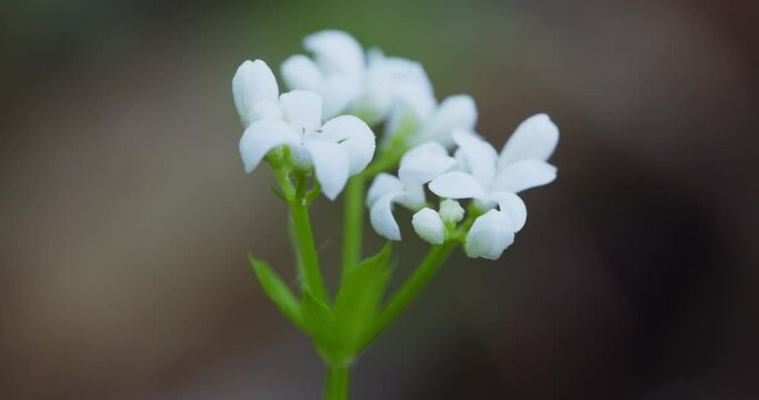 The flower of Galium odoratum, the sweetscented bedstraw