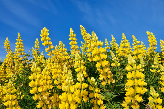 Yellow bush lupine (Lupinus arboreus) blooming in spring