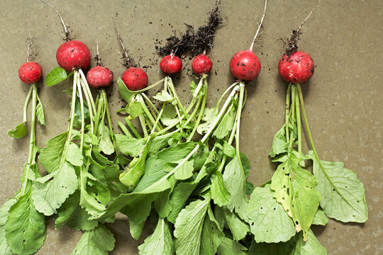 Row of freshly dug radishes