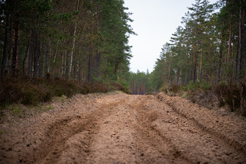 Motocross and off-road 4x4 sports track in the forest with green trees. Wheel tracks on sand.