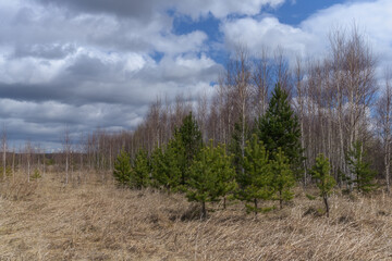 Spring forest landscape. Young green pines are soloing against the background of leafless birches and the textured sky of a white-blue sky. Last year's yellow grass is a sign of early spring. Ural (Ru