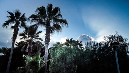 sunset behind palm tree © Kamila