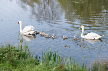 Swans on the lake with 10 day old Signets