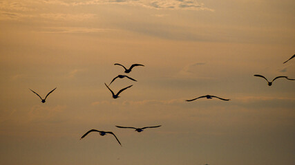 Silhouettes of seagulls flying in the sunset