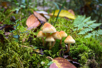 Mushrooms and Moss in the forest