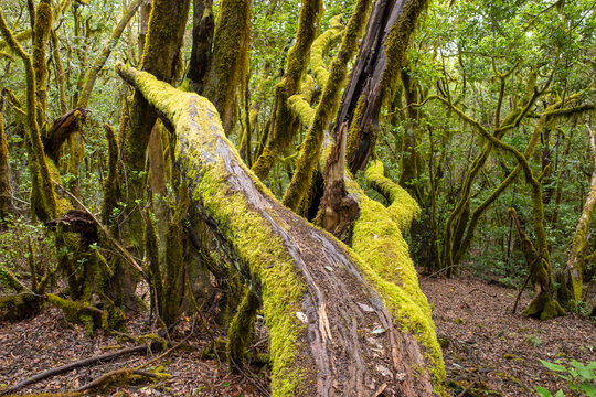 Moss-covered tree in Garajonay National Park