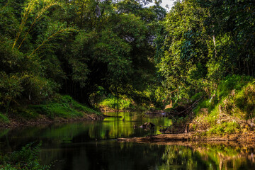 Fototapeta premium river in the forest