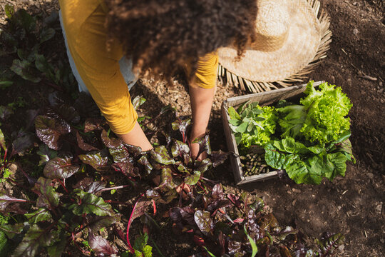 Woman picking beetroot in vegetable garden by crate