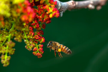 Close Up  beautiful  Bee macro  on flower in green nature 
