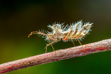  Close up  beautiful  the golden egg bug in the garden
