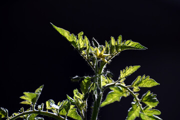 Picture of a green tree of a tomato plant, selective focus on plant