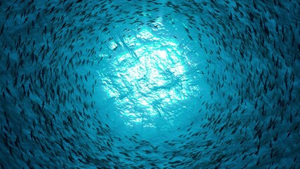 School of fish sharks swim in a circle