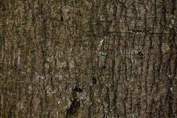 trunk wood texture
