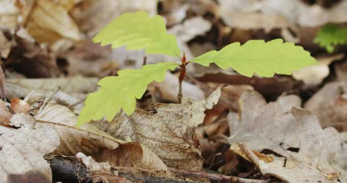 The sapling of a Quercus petraea, sessile oak on a forest floor 