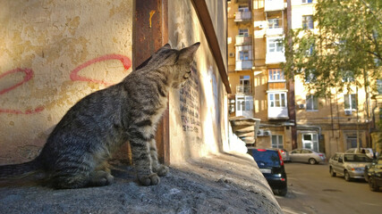 Kitten in the courtyard of an apartment building