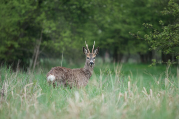 Roe deer