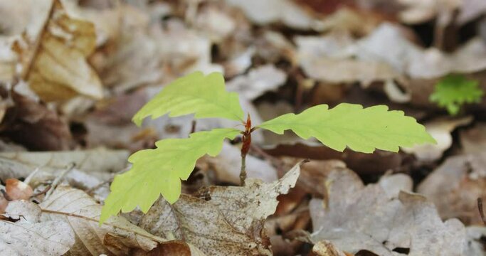 The sapling of a Quercus petraea, sessile oak on a forest floor 