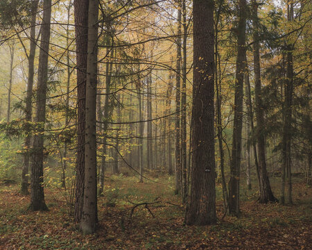 autumn in the woods © Tomasz