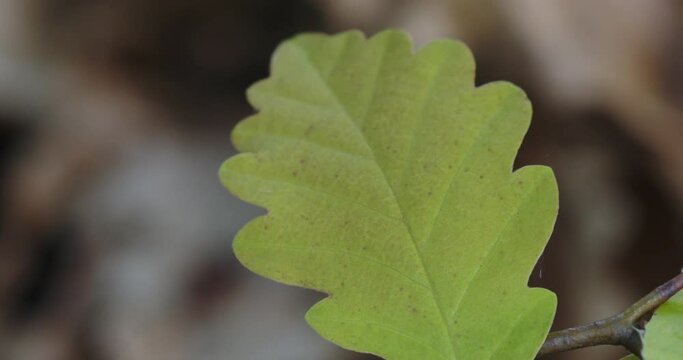 The sapling of a Quercus petraea, sessile oak on a forest floor 