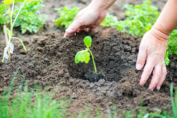 farmer planting a cucumber seedling in the vegetable garden