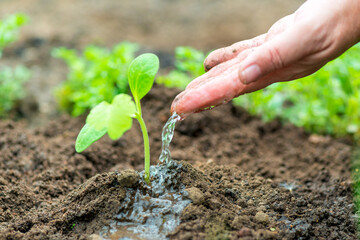 Close up Farmer Hand watering young baby plants