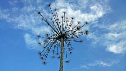Dried hogweed flower against blue sky with clouds