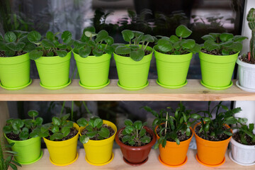 Flowers in pots on the windowsill