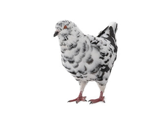 dove similar to dalmatians in color scheme isolated on white background