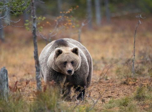 Finland, Kuhmo, North Karelia, Kainuu, Brown bear (Ursus arctos) in forest