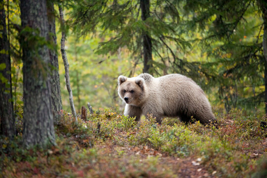 Finland, Kuhmo, North Karelia, Kainuu, Brown bear (Ursus arctos) in forest