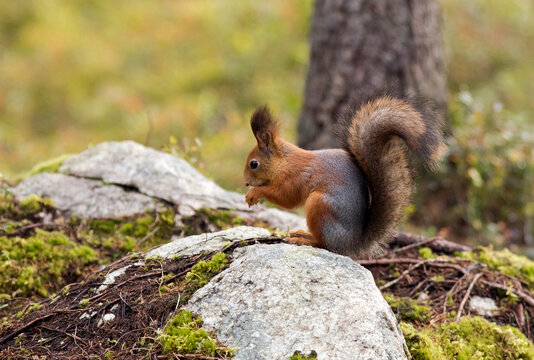 Finland, Kuhmo, North Karelia, Kainuu, Red squirrel (Sciurus vulgaris) in forest