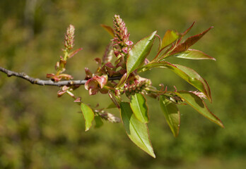 A branch with new bird cherry leaves. Springtime. Blurred green background. 