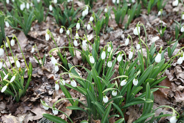 View of snowdrops on Bear mountain