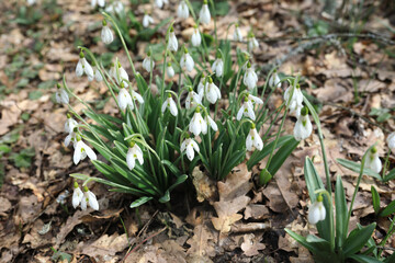 White snowdrops on Bear mountain